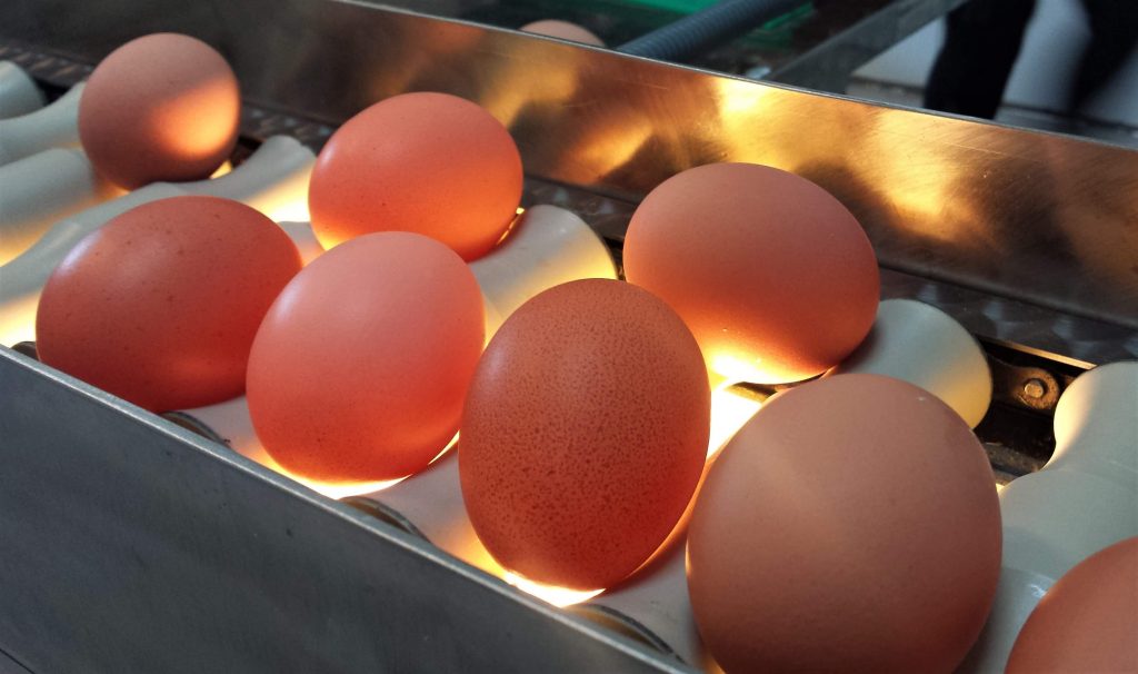 Huevos ecológicos Oilobide